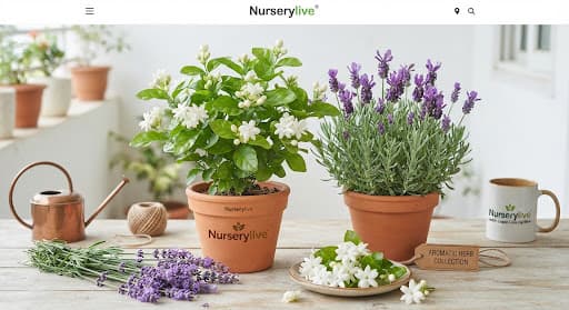 Aromatic Plants