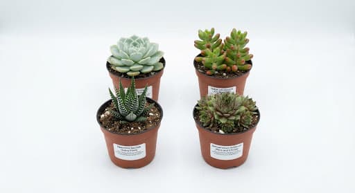 Top 4 Die Hard Succulents Pack