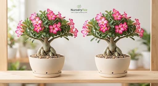 Set of 2 Bonsai Looking Grafted Adeniums