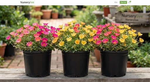 Portulaca Garden Pack (4 Plants + 4 Pots)