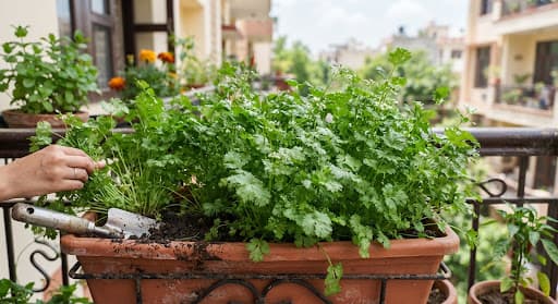 Coriander Panipat - Desi Vegetable Seeds