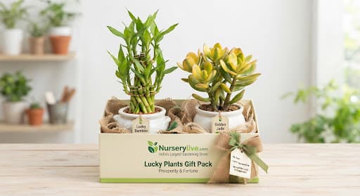 Lucky Plants Packs
