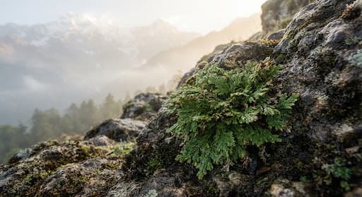 Meet Sanjeevani: A Plant That's as Legendary as Ramayana itself